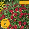 image:imageCosta Farms Garden Mums Live Outdoor Plant Fall Flowers Porch DecorYellow Mums