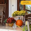 image:imageCosta Farms Garden Mums Live Outdoor Plant Fall Flowers Porch DecorYellow Mums