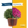 image:imageCosta Farms Garden Mums Live Outdoor Plant Fall Flowers Porch DecorYellow Mums