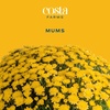 image:imageCosta Farms Garden Mums Live Outdoor Plant Fall Flowers Porch DecorYellow Mums