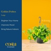 image:imageCosta Farms Golden Pothos Live Indoor Plant Trailing Vine Air PurifyingPothos Plant  Large 12 Feet Tall  in Hanging Basket Pot