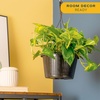 image:imageCosta Farms Golden Pothos Live Indoor Plant Trailing Vine Air PurifyingPothos Plant  Large 12 Feet Tall  in Hanging Basket Pot