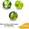 image:imageCosta Farms Golden Pothos Live Indoor Plant Trailing Vine Air PurifyingPothos Plant  Large 12 Feet Tall  in Hanging Basket Pot