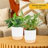 image:imageCosta Farms Golden Pothos Live Indoor Plant Trailing Vine Air PurifyingPothos Plant  Medium 1012 Inches Tall  in Decorative Plant Pot  2Pack