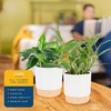 image:imageCosta Farms Golden Pothos Live Indoor Plant Trailing Vine Air PurifyingPothos Plant  Medium 1012 Inches Tall  in Decorative Plant Pot  2Pack