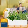 image:imageCosta Farms Golden Pothos Live Indoor Plant Trailing Vine Air PurifyingPothos Plant  Medium 1012 Inches Tall  in Decorative Plant Pot  6Pack