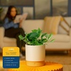 image:imageCosta Farms Golden Pothos Live Indoor Plant Trailing Vine Air PurifyingPothos Plant  Medium 1012 Inches Tall  in Decorative Plant Pot