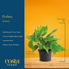 image:imageCosta Farms Golden Pothos Live Indoor Plant Trailing Vine Air PurifyingPothos Plant  Medium 1012 Inches Tall  in Decorative Planter