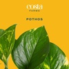 image:imageCosta Farms Golden Pothos Live Indoor Plant Trailing Vine Air PurifyingPothos Plant  Medium 1012 Inches Tall  in Decorative Planter