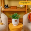 image:imageCosta Farms Golden Pothos Live Indoor Plant Trailing Vine Air PurifyingPothos Plant  Medium 1012 Inches Tall  in Decorative Planter
