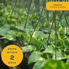 image:imageCosta Farms Golden Pothos Live Indoor Plant Trailing Vine Air PurifyingPothos Plant  Medium 1012 Inches Tall  in Decorative Planter