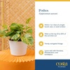 image:imageCosta Farms Golden Pothos Live Indoor Plant Trailing Vine Air PurifyingPothos Plant  Medium 1012 Inches Tall  in Grow Pot