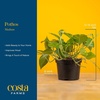 image:imageCosta Farms Golden Pothos Live Indoor Plant Trailing Vine Air PurifyingPothos Plant  Medium 1012 Inches Tall  in Grow Pot