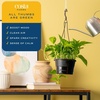 image:imageCosta Farms Golden Pothos Live Indoor Plant Trailing Vine Air PurifyingPothos Plant  Medium 1012 Inches Tall  in Hanging Basket Pot