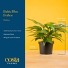 image:imageCosta Farms Golden Pothos Live Indoor Plant Trailing Vine Air PurifyingPothos Plant  Medium 1012 Inches Tall  in Indoor Dcor Plant Pot