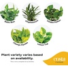 image:imageCosta Farms Golden Pothos Live Indoor Plant Trailing Vine Air PurifyingPothos Plant  Medium 1012 Inches Tall  in Indoor Dcor Pot
