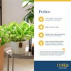 image:imageCosta Farms Golden Pothos Live Indoor Plant Trailing Vine Air PurifyingPothos Plant  Medium 1012 Inches Tall  in Modern Dcor Planter