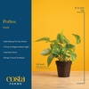 image:imageCosta Farms Golden Pothos Live Indoor Plant Trailing Vine Air PurifyingPothos Plant  Small 812 Inches Tall  in Grow Pot  2Pack