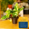image:imageCosta Farms Golden Pothos Live Indoor Plant Trailing Vine Air PurifyingPothos Plant  Small 812 Inches Tall  in Grow Pot  2Pack