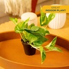 image:imageCosta Farms Golden Pothos Live Indoor Plant Trailing Vine Air PurifyingPothos Plant  Small 812 Inches Tall  in Grow Pot  2Pack