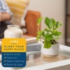 image:imageCosta Farms Golden Pothos Live Indoor Plant Trailing Vine Air PurifyingPothos Plant  Small 812 Inches Tall  in Grow Pot  4Pack