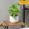 image:imageCosta Farms Golden Pothos Live Indoor Plant Trailing Vine Air PurifyingPothos Plant  Small 812 Inches Tall  in Grow Pot  4Pack