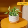 image:imageCosta Farms Golden Pothos Live Indoor Plant Trailing Vine Air PurifyingPothos Plant  Small 812 Inches Tall  in Indoor Plant Pot