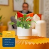 image:imageCosta Farms Golden Pothos Live Indoor Plant Trailing Vine Air PurifyingPothos Plant  Small 812 Inches Tall  in Indoor Plant Pot