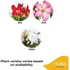 image:imageCosta Farms Ixora Live Outdoor Plant Easy Care Home DecorDesert Rose  Medium 1621 Inches Tall  Flower Color Varies