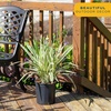 image:imageCosta Farms Ixora Live Outdoor Plant Easy Care Home DecorDianella Flax Lily  Large 23 Feet Tall  Blue Flowers