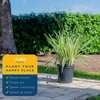 image:imageCosta Farms Ixora Live Outdoor Plant Easy Care Home DecorDianella Flax Lily  Large 23 Feet Tall  Blue Flowers