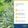 image:imageCosta Farms Ixora Live Outdoor Plant Easy Care Home DecorDianella Flax Lily  Large 23 Feet Tall  Blue Flowers