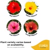 image:imageCosta Farms Ixora Live Outdoor Plant Easy Care Home DecorHibiscus  Large 23 Feet Tall  Flower Color Varies