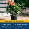image:imageCosta Farms Ixora Live Outdoor Plant Easy Care Home DecorHibiscus  Large 23 Feet Tall  Flower Color Varies