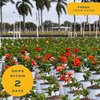 image:imageCosta Farms Ixora Live Outdoor Plant Easy Care Home DecorHibiscus  Large 23 Feet Tall  Flower Color Varies