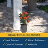 image:imageCosta Farms Ixora Live Outdoor Plant Easy Care Home DecorIxora Maui Red  Medium 23 Feet Tall  Red Flowers