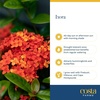 image:imageCosta Farms Ixora Live Outdoor Plant Easy Care Home DecorIxora Maui Red  Medium 23 Feet Tall  Red Flowers