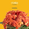 image:imageCosta Farms Ixora Live Outdoor Plant Easy Care Home DecorIxora Maui Red  Medium 23 Feet Tall  Red Flowers
