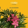image:imageCosta Farms Ixora Live Outdoor Plant Easy Care Home DecorOleander  Large 23 Feet Tall  Pink Flowers