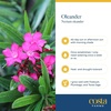 image:imageCosta Farms Ixora Live Outdoor Plant Easy Care Home DecorOleander  Large 23 Feet Tall  Pink Flowers