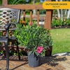 image:imageCosta Farms Ixora Live Outdoor Plant Easy Care Home DecorOleander  Large 23 Feet Tall  Pink Flowers