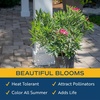 image:imageCosta Farms Ixora Live Outdoor Plant Easy Care Home DecorOleander  Large 23 Feet Tall  Pink Flowers