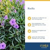 image:imageCosta Farms Ixora Live Outdoor Plant Easy Care Home DecorRuellia  Large 23 Feet Tall  Purple Flowers