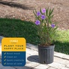 image:imageCosta Farms Ixora Live Outdoor Plant Easy Care Home DecorRuellia  Large 23 Feet Tall  Purple Flowers