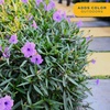 image:imageCosta Farms Ixora Live Outdoor Plant Easy Care Home DecorRuellia  Large 23 Feet Tall  Purple Flowers