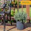 image:imageCosta Farms Ixora Live Outdoor Plant Easy Care Home DecorTexas Sage  Large 12 Feet Tall  Purple Flowers