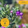 image:imageCosta Farms Ixora Live Outdoor Plant Easy Care Home DecorTexas Sage  Large 12 Feet Tall  Purple Flowers