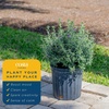image:imageCosta Farms Ixora Live Outdoor Plant Easy Care Home DecorTexas Sage  Large 12 Feet Tall  Purple Flowers