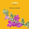 image:imageCosta Farms Ixora Live Outdoor Plant Easy Care Home DecorTexas Sage  Large 12 Feet Tall  Purple Flowers
