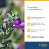 image:imageCosta Farms Ixora Live Outdoor Plant Easy Care Home DecorTexas Sage  Large 12 Feet Tall  Purple Flowers